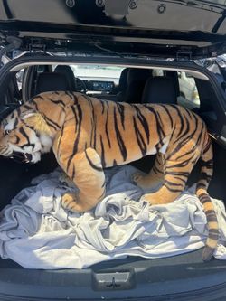 Large tiger plush (negotiable if picked up)  $80 - $50