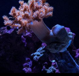 Kenya Tree Coral.