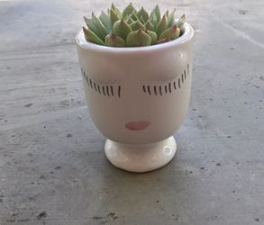 Succulent in planter