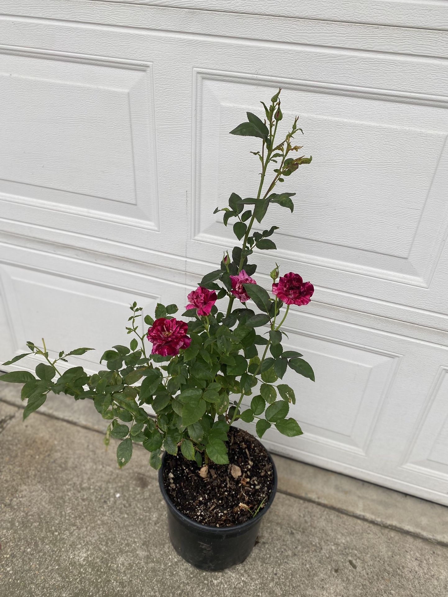 Rose Bush Plant, In 5 Gallons Pot Pick Up Only