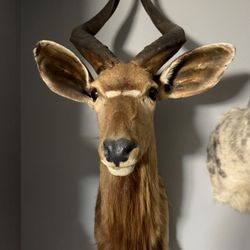 Taxidermy Nyala Shoulder Mount