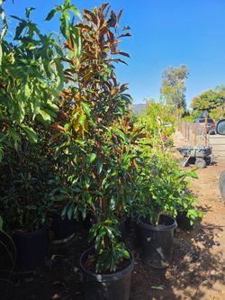 Magnolia little Gem 15 galones
