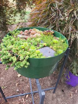 Planters- WONDERFUL  EZ CARE YEAR ' Round