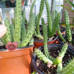 Cactus Maroon Flowers All Year