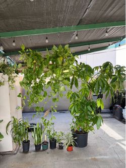 Plants