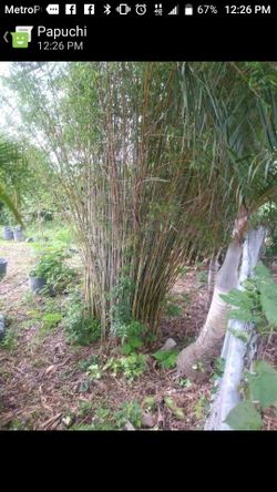 Mother bamboos