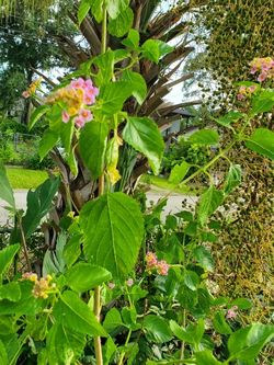 Lantana Camama Natural Mosquito Repellant Plant 5ft Tall