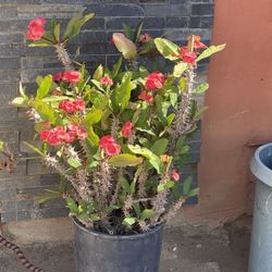 Coronas De Cristo