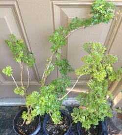 Parsely Leaf Aralia