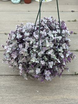 Pink panther Callisia repens, live plant in 6” nursery pot. ✔️ profile for more🪴 