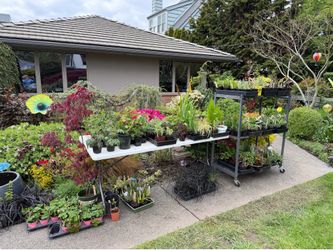Large Plant Sale - West Seattle