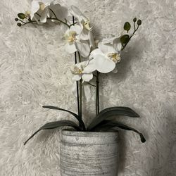 Faux Orchid Plant