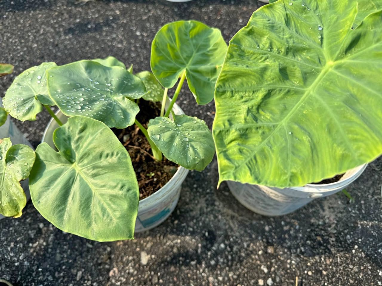 Elephant ear plants