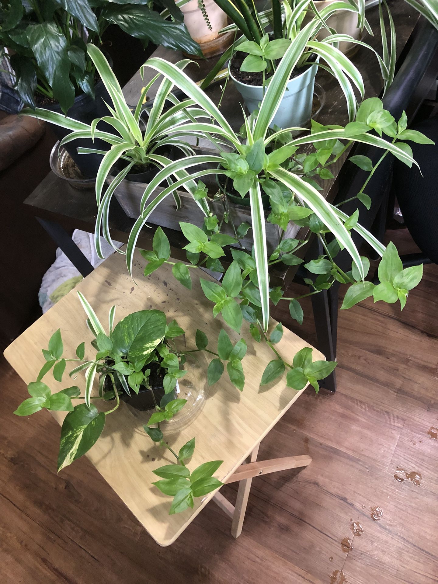 Spider Plants/ One w/ Wondering Jew/ One w/ vining & Wondering/ One Plain
