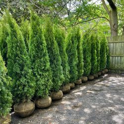 5-6 & 6-7 Foot Emerald Green Arborvitae Free Delivery! 