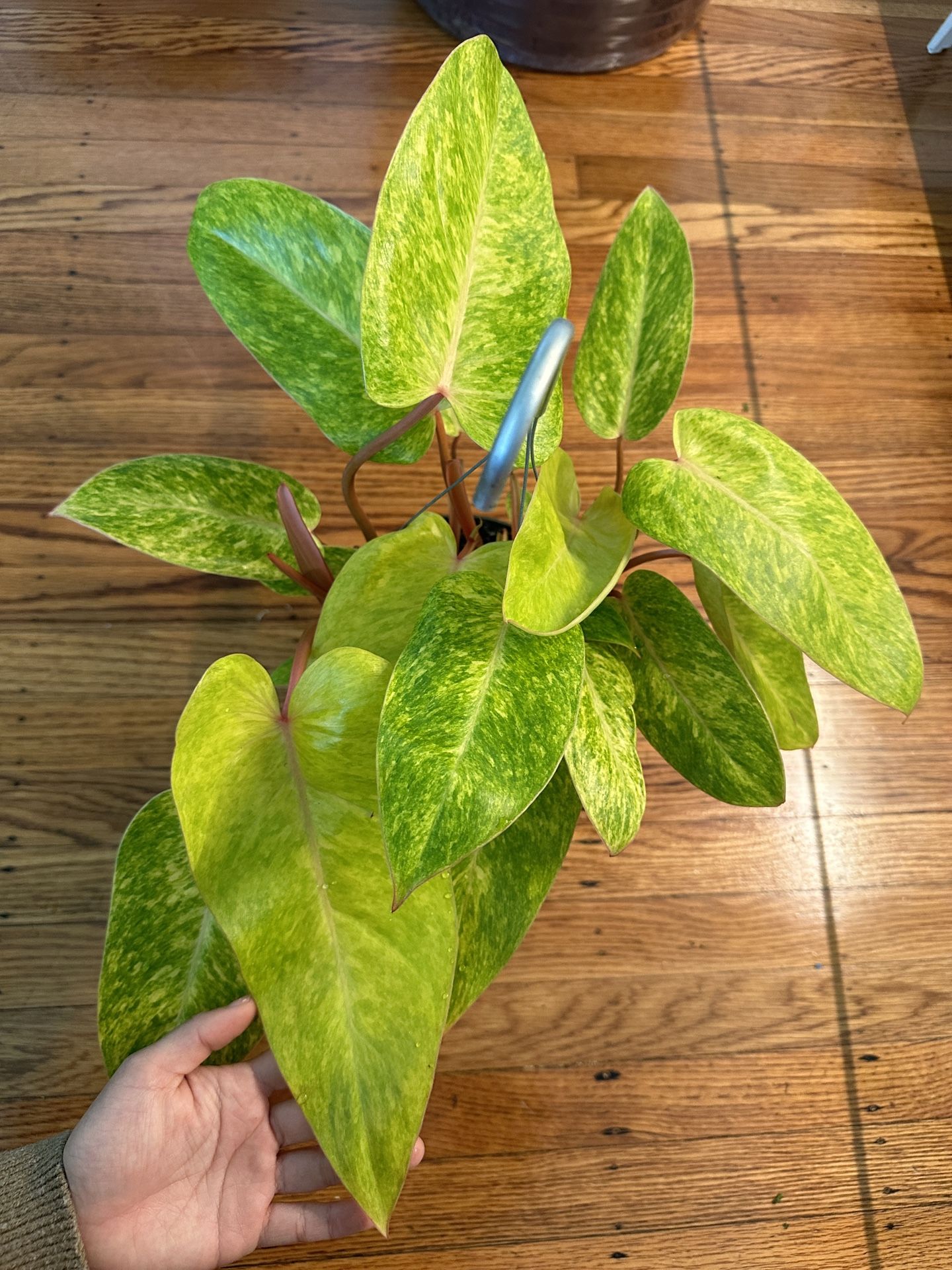 Philodendron Painted Lady (multiple Growth Points)