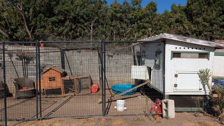 Dog Kennel Chicken Coop