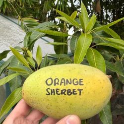 Orange Sherbert Grafted Trees In 3gal Arboles  De Mango Injertados  Orange Sherbet 