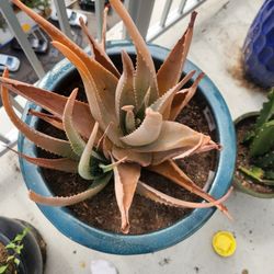 orange aloe vera plant, blue ceramic pot, and black pot stand 