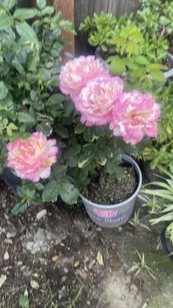 Pose plant