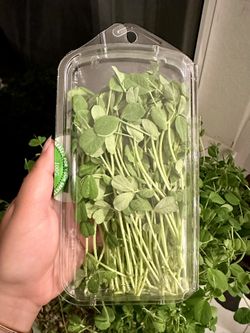 Microgreens