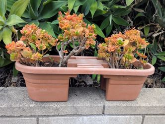 Kalanchoe Red Flowers plant 