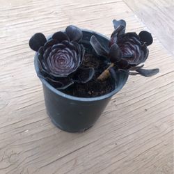 Succulent 