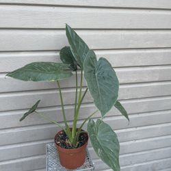 8” alocasia wentii