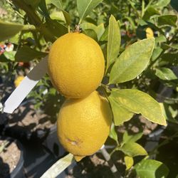 Citrus Trees- Fruiting Age- 5 Gallon Size