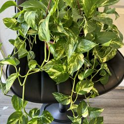 Golden Pothos Beautiful Plant 