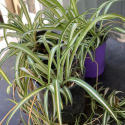 $5 Each Sale Beautiful Spider plant house outdoor plant houseplant live plant air purifying indoor outdoor 1 Gallon Pot
