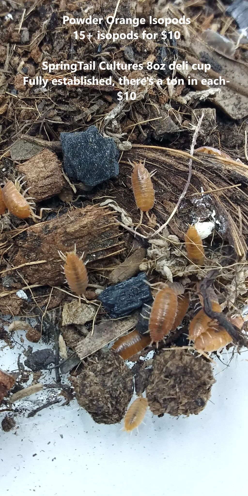 Powder Orange Isopods Reptile Bioactive