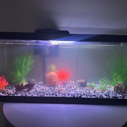 Fish Tank And Everything It Needs