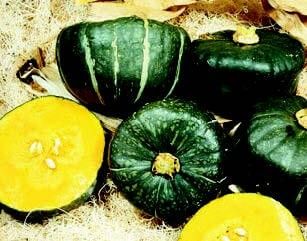 Burgess Buttercup Squash Seeds 50+