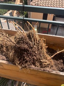 Asparagus roots
