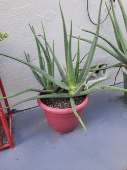 Aloe Vera Plant, Savila