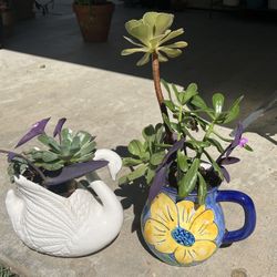 Many Beautiful Succulent Available 