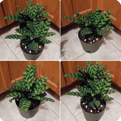 Calathea house plants$20 Each pot