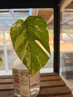 Monstera Albo single leaf cutting