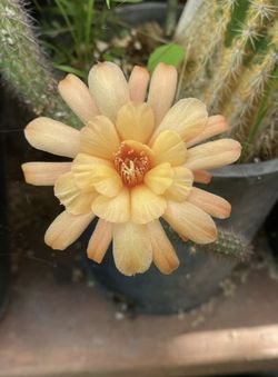 Hilderwintera Hunkes Cactus Plant, The Flower Is Sample Af The Flower Color Is In 4 Inch Pot Pick Up Only