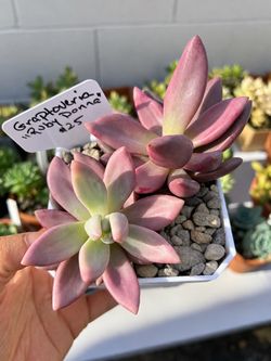 Imported Korean Succulents (Graptoveria “Ruby Donna”) - $25
