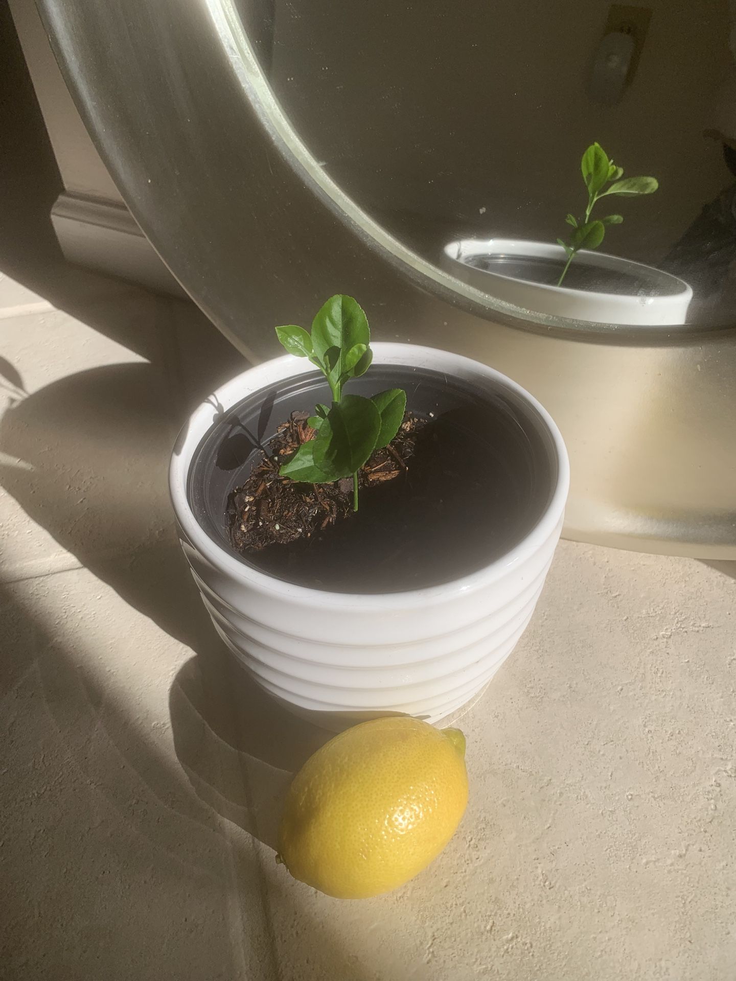 LEMON TREE- Very Pretty