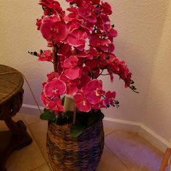 Flower Plants $40 For 1