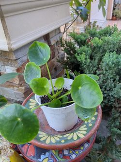 Potted Plant