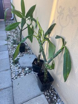 Plumeria