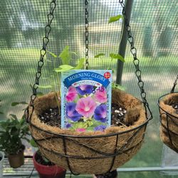 Purple And Pink Morning Glory Plant Basket