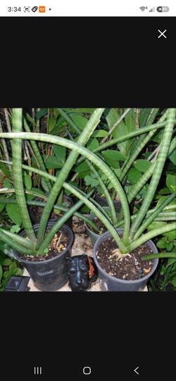 Sansevieria Cylindrica Potted Houseplant Landscape Plant