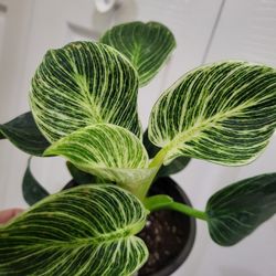 🌿Healthy Live Beautiful Stripes Philodendron Birkin 8" Tall In Nursery Pot 4" ~ $10/Ea