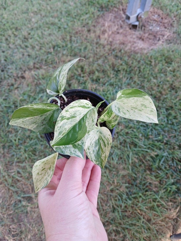 Marble Queen Pothos