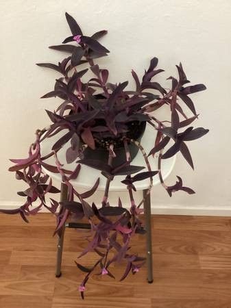 Purple Heart Wandering Plants